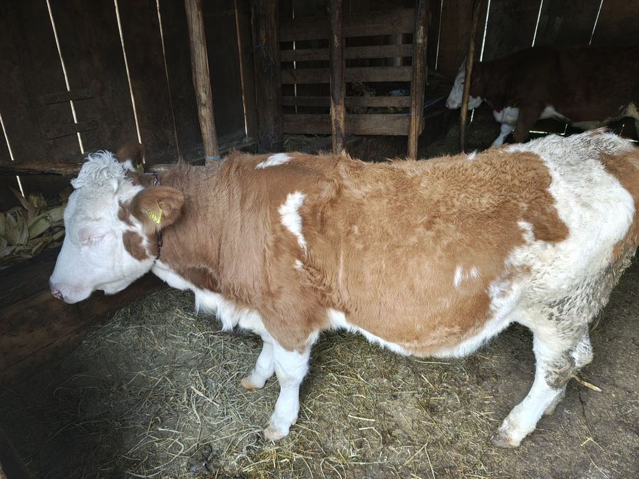 Vând vițea de lapte