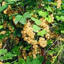 Arbuști Fructiferi (Coacăz Alb )