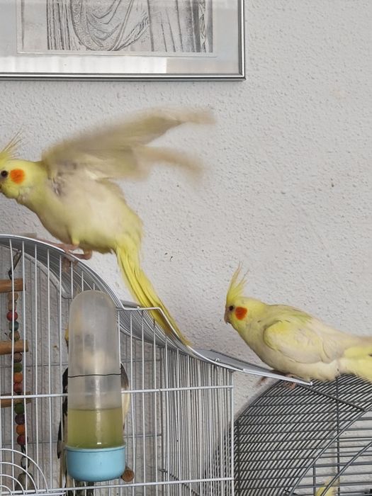 Dv puii de ninfă blînzi și jucăuși