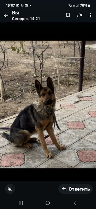 Немецкая овчарка