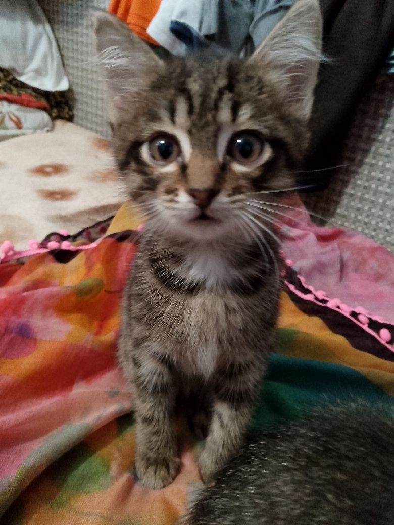 Котята в добрые руки.девочки,возраст 1-2 месяца.