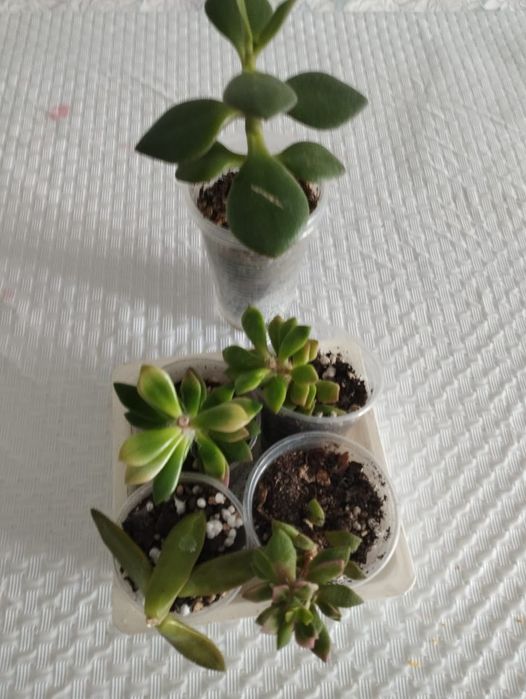 Продам суккуленты