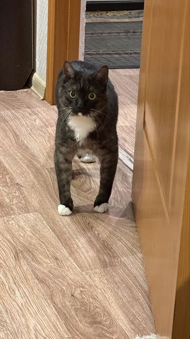 Отдам кота в хорошие руки