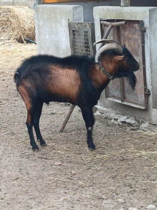 Țap Alpin de vânzare