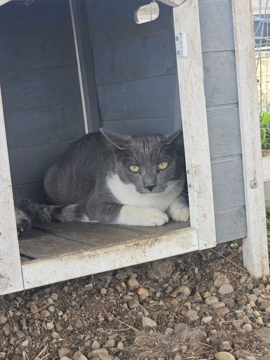 Urgent - adoptie motani Bucuresti