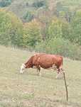 "Vând vaca preț 7000 usor negociabil"