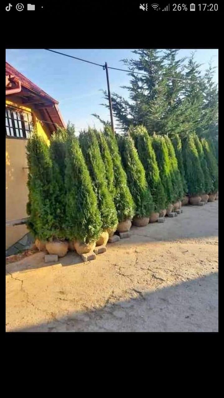 Va oferim o gama foarte mare de plante ornamentale prețuri accesibile