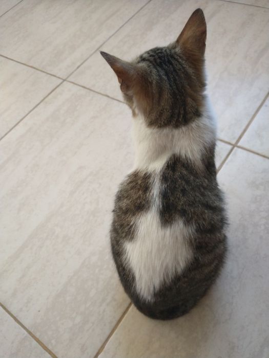 Ofer spre adopție 2 pisici băieței