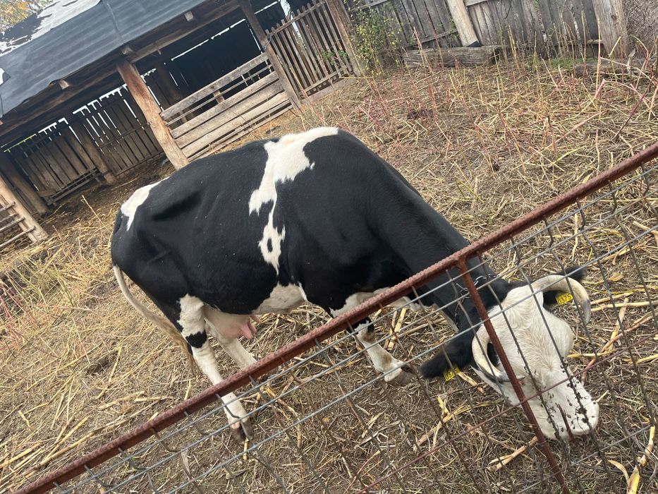 Vând vaca și vițel Holstain