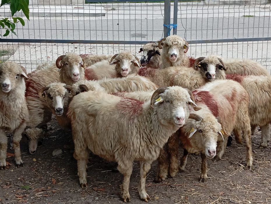 Vând 12 oi țurcane