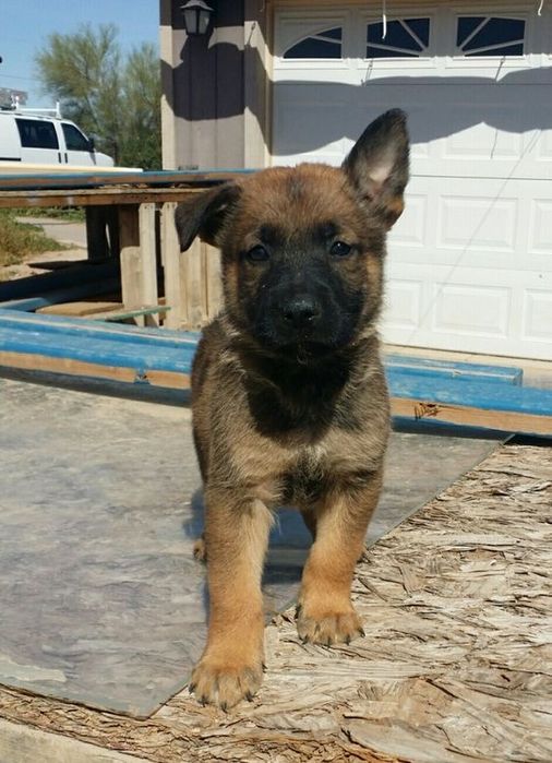 Продаются щенки немецкой овчарки