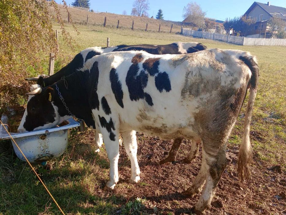 Vacă, varsta de 3 ani