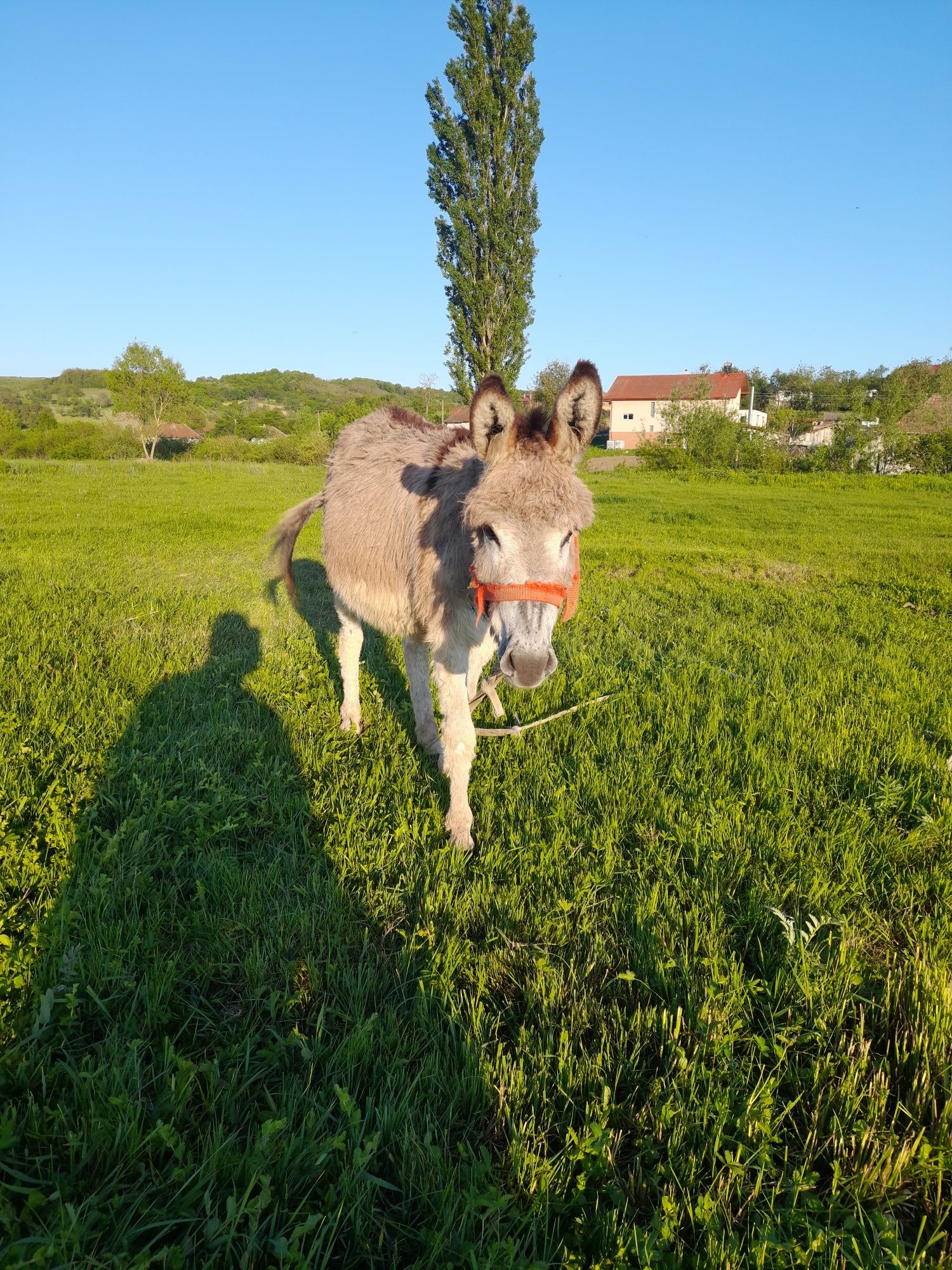 Vând măgar  tânăr