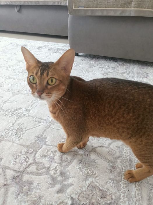 Продам срочно  кота Абиссинская .