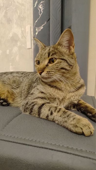 Zotli toza mushuklar