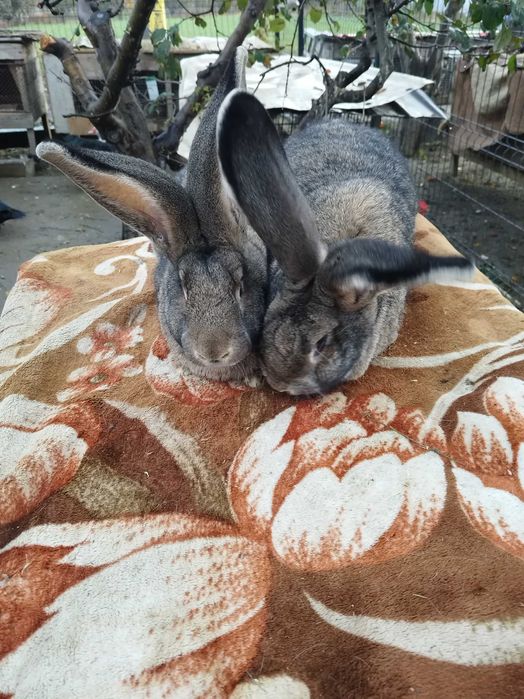 Urias German masculi si femele