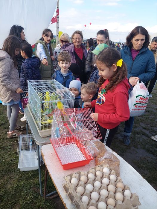 Prepelițe și  papagali peruși