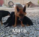 Продаются щенята Немецкой овчарки