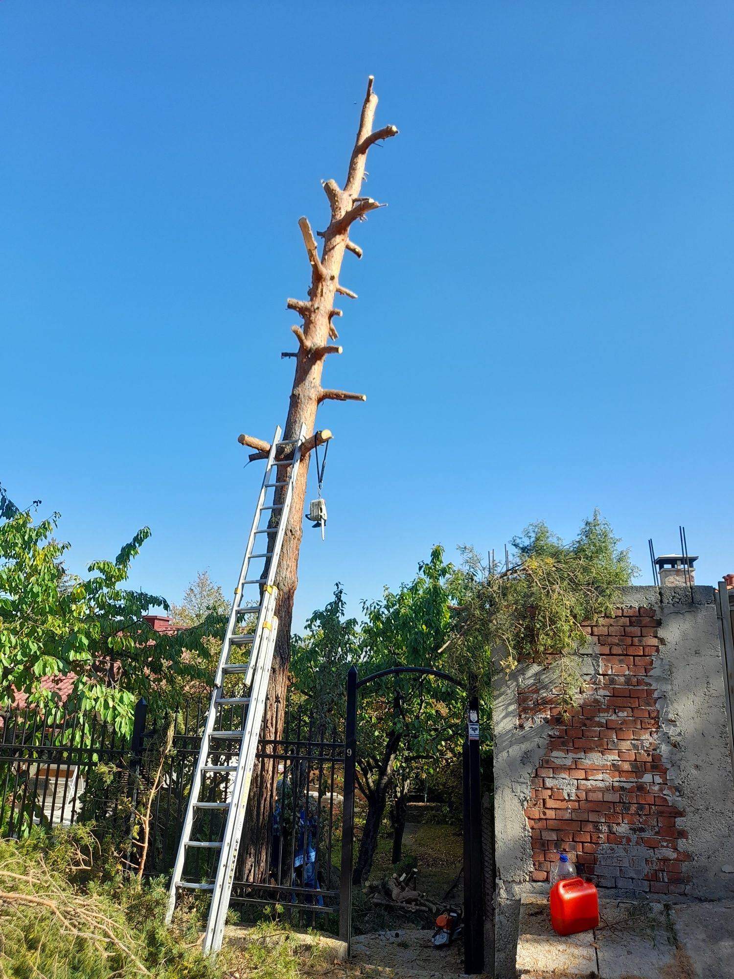 Рязане кастрене на опасни дървета