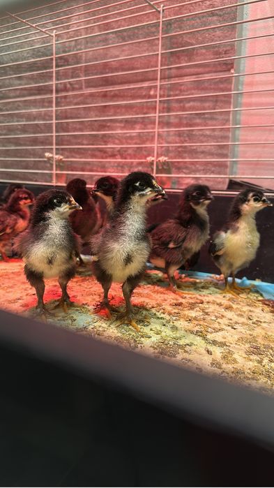 Vand pui rasa Australorp