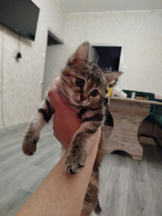 Отдам даром котят ,в добрые руки