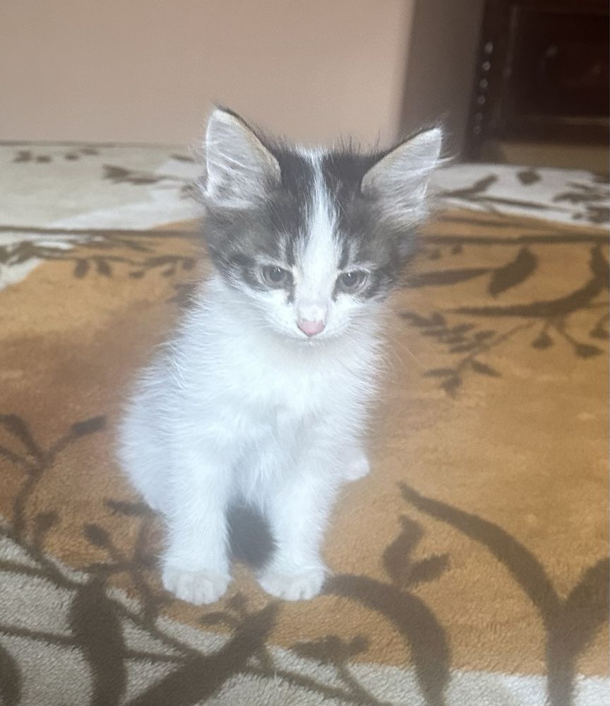 Котёнок ищет хозяина