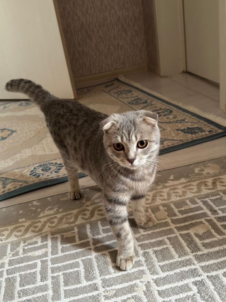 Кошка Шотланский Висолух