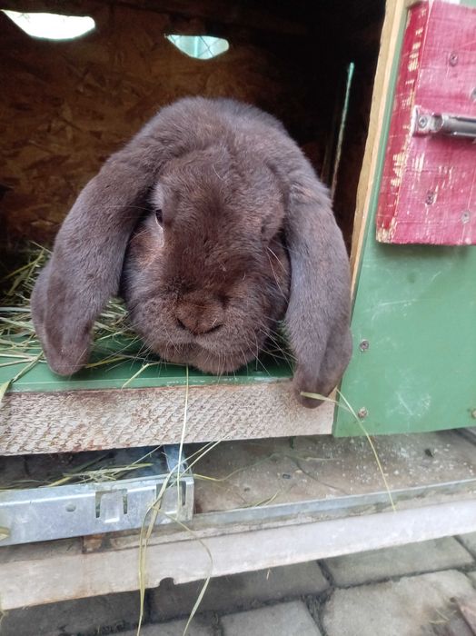 Mascul Berbec german talie mare