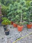 Plante ornamentale de vis