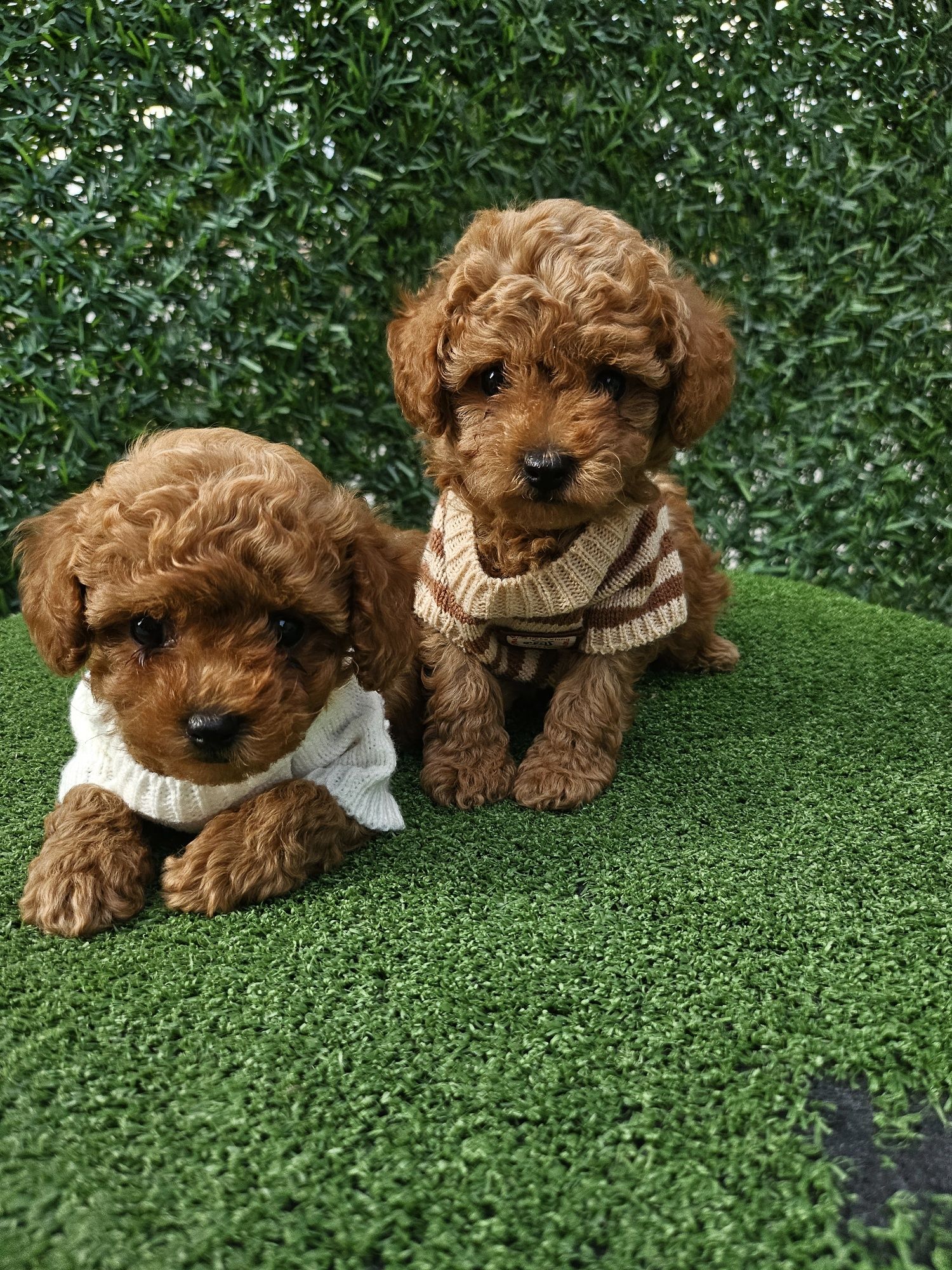 Той пудел / Poodle toy/ с документ за произход
