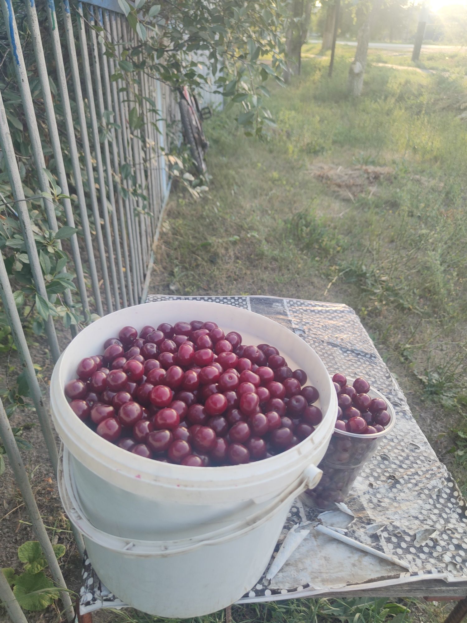 Продам вишню сладкую