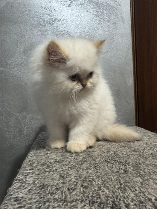 Персийски котета цена 300 лв
