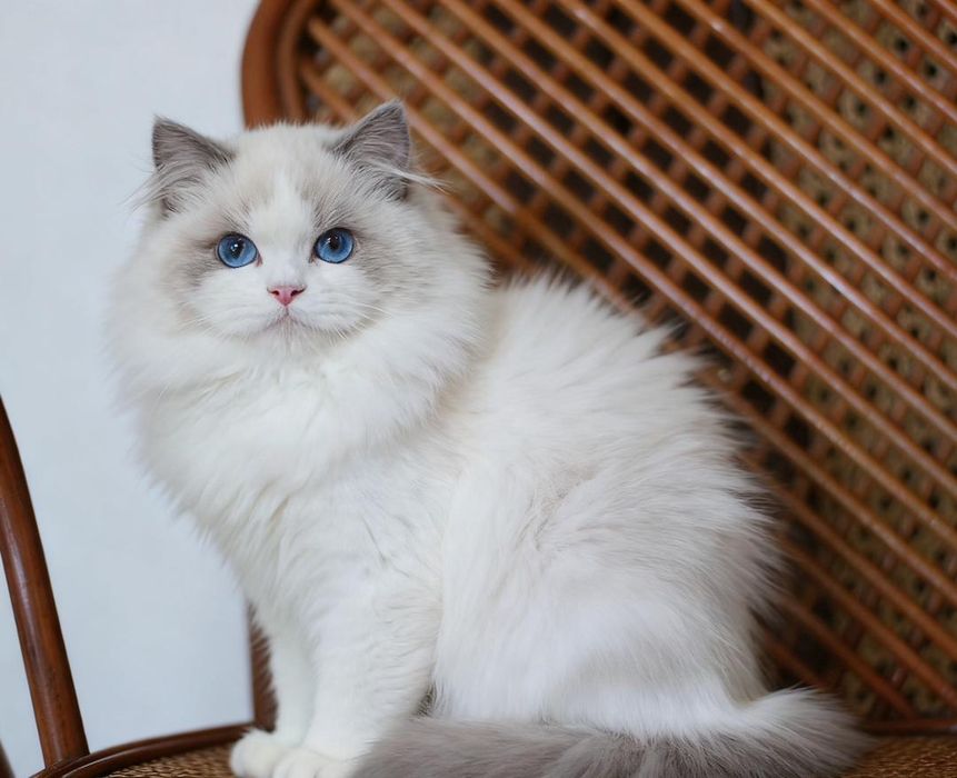 Regdoll  n01 pitomnic