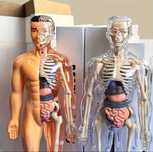 Figurina anatomica educativa Corpul Uman 3D, 28.5cm