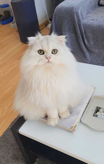 Scottish straight longhair pedigree exemplar superb, bijuterie