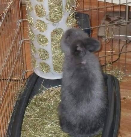 СЕНО ДЛЯ КРОЛИКОВ И ГРЫЗУНОВ  250gr . Xashak . cho’p .quyonga ovqat .