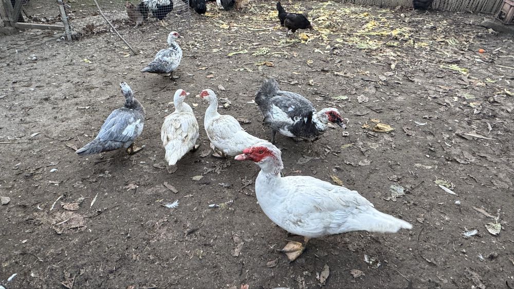 Rățoi si rațe leșești mute albe si albastre