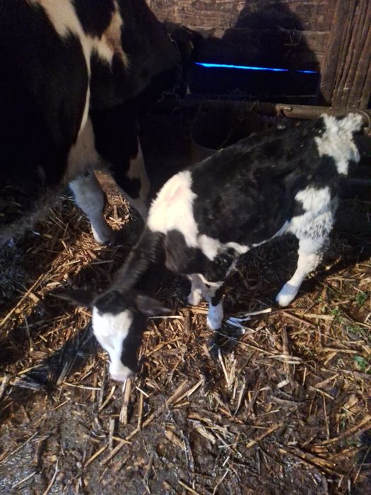 Vitea holstein friza