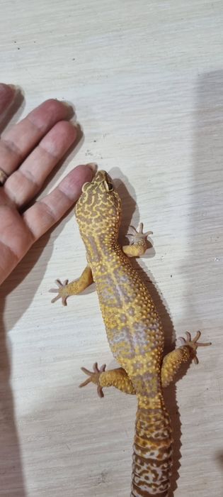 Гекон Эублефар самец