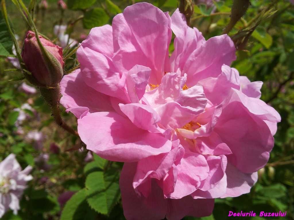 Petale uscate de trandafir Rosa Damascena