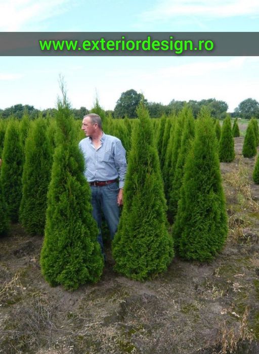 Tuia smaragd extra calitate, gard viu, plante aclimatizate