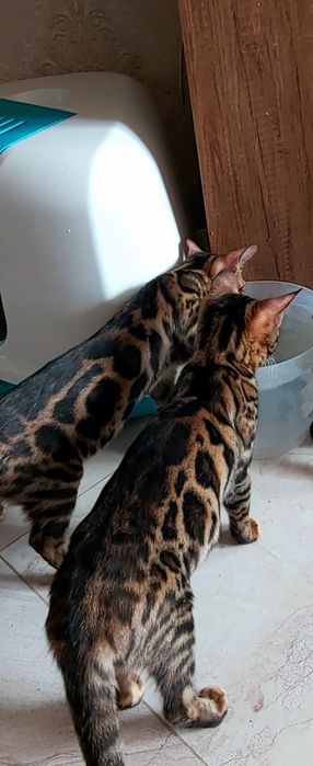 БЕНГАЛЫ..! Домашние мини-леопарды