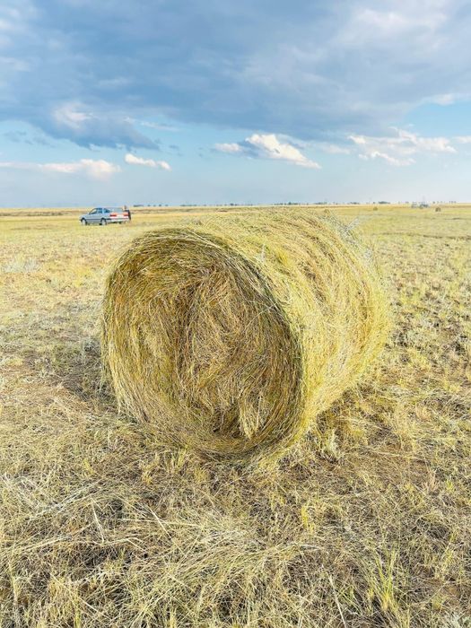 Продам сено в рулонах