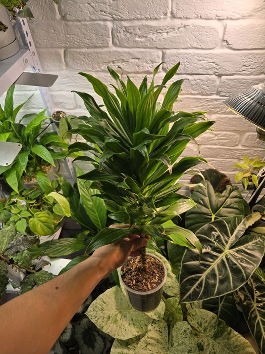 Драцена в народе Древа дракона