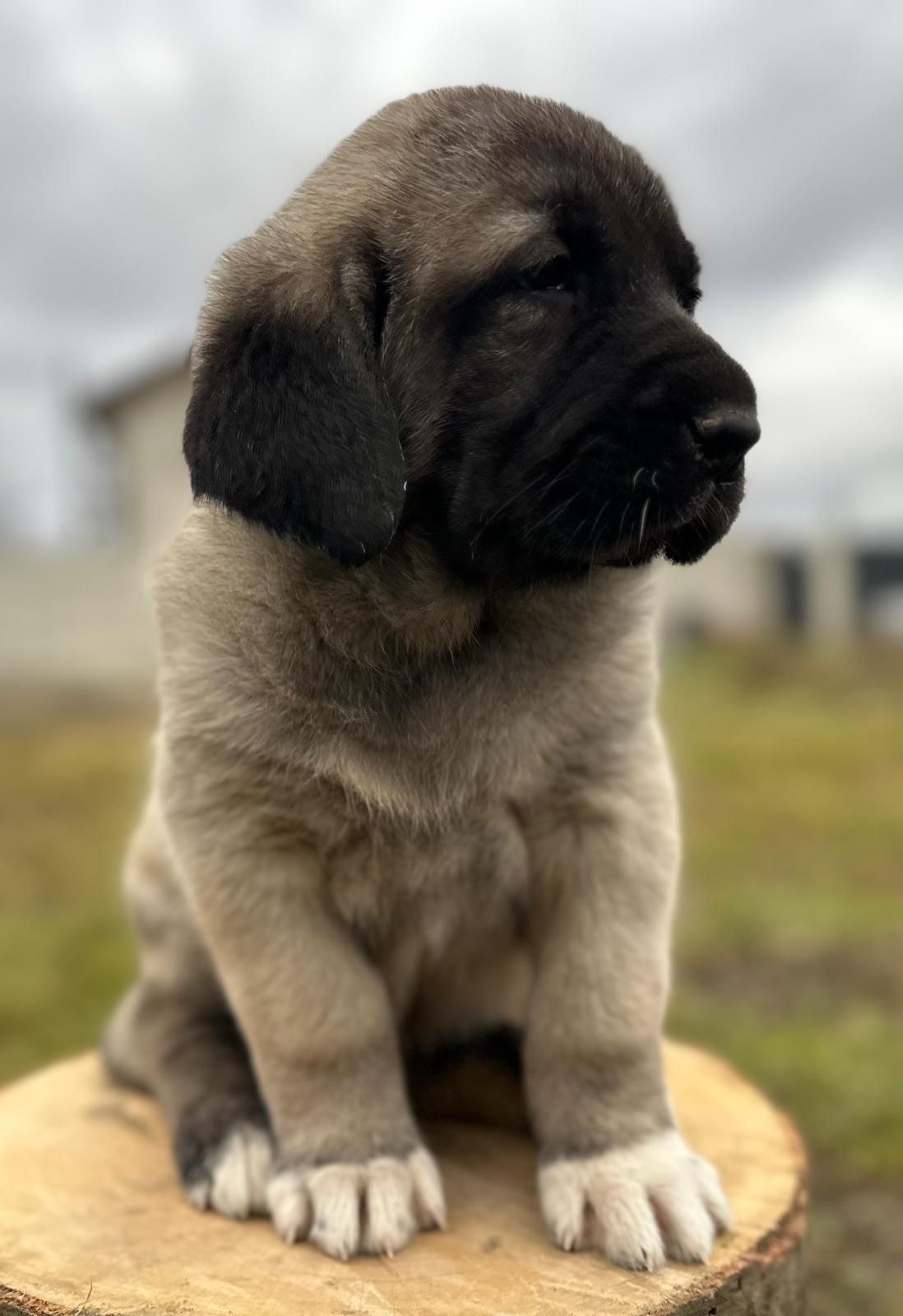 Catel Kangal ( Malakli)