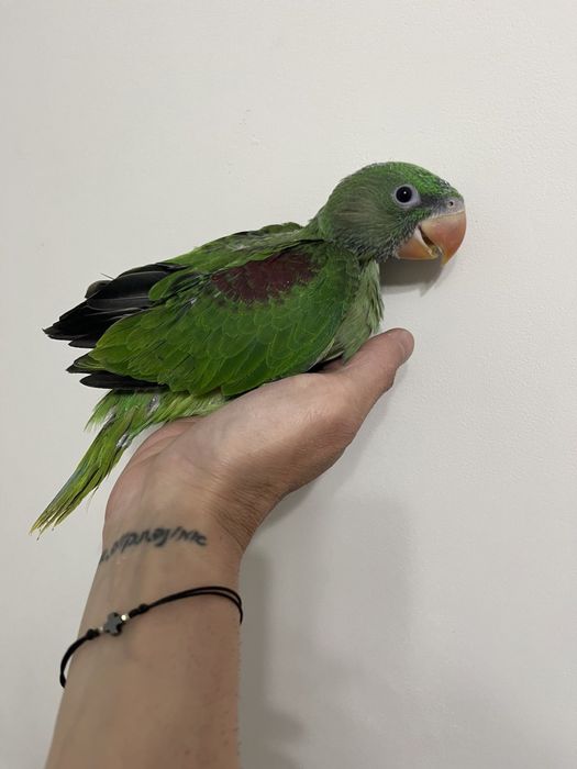 Ръчно хранен папагал Голям Александър