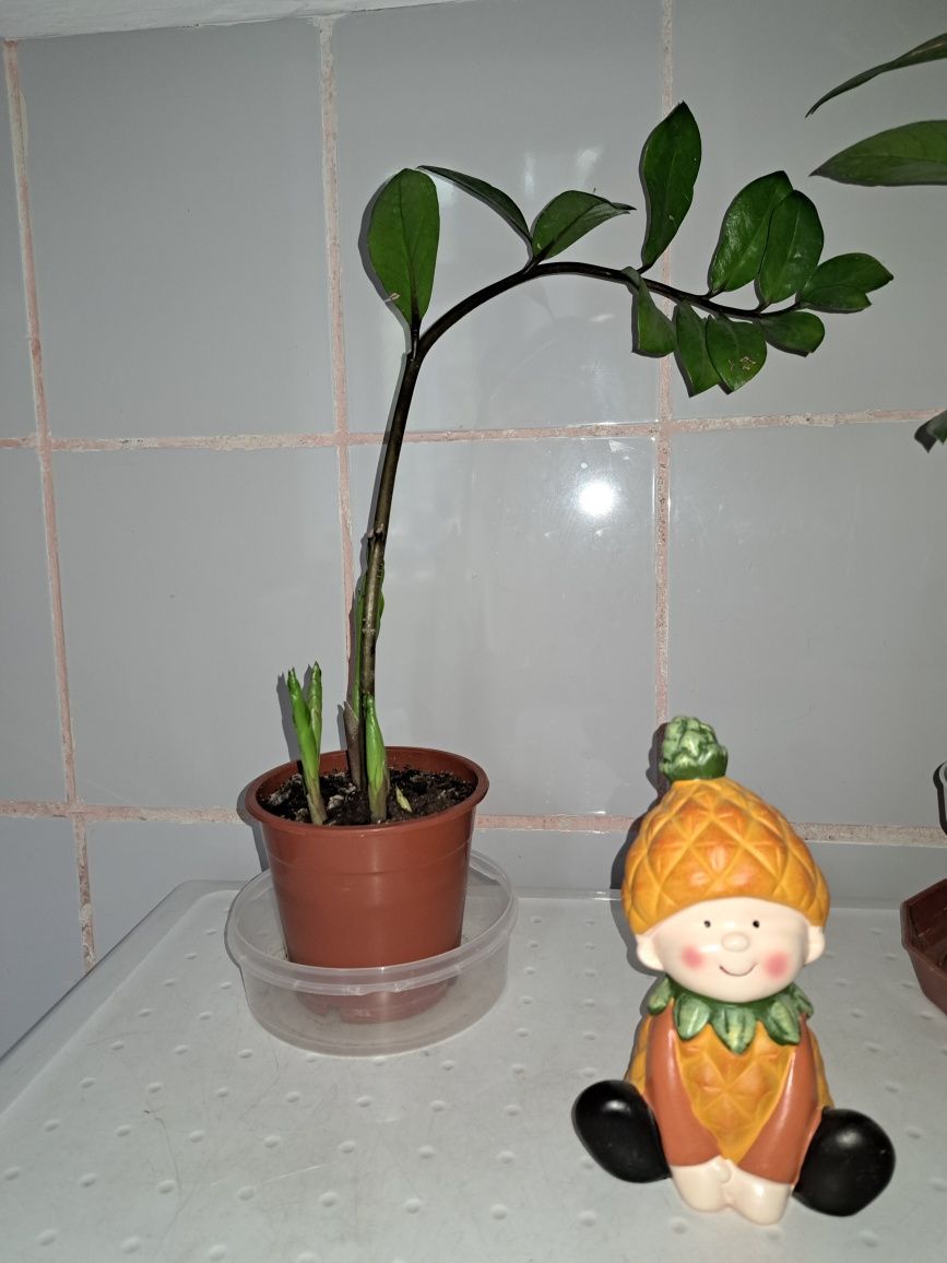 Комнотные растения ЗАМИОКУЛЬКАС
