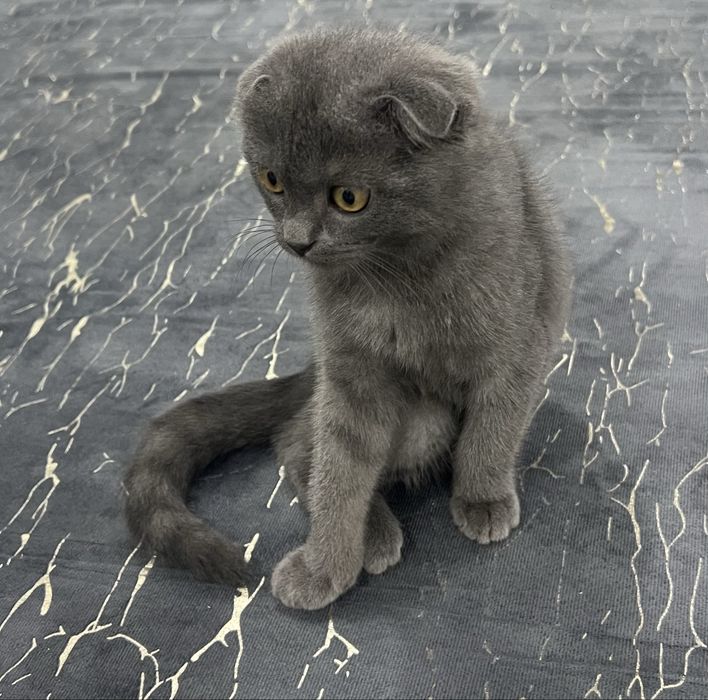 Скотиш фолд сотилади