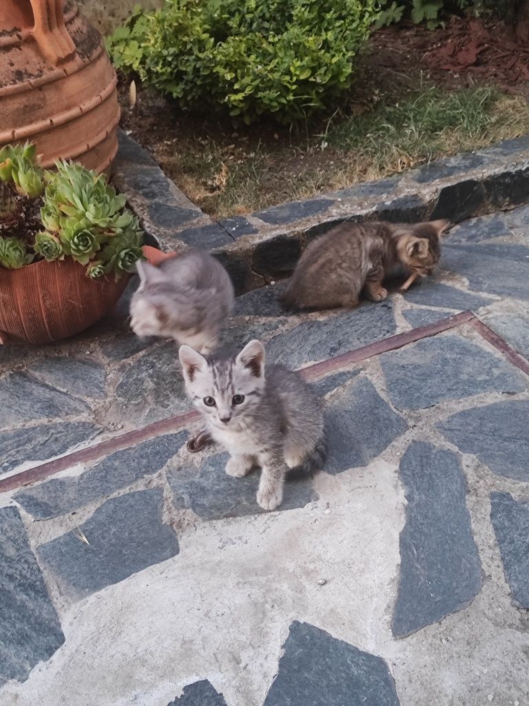 Подарявам 4 котета