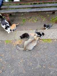 Пет котенца подрастващи
